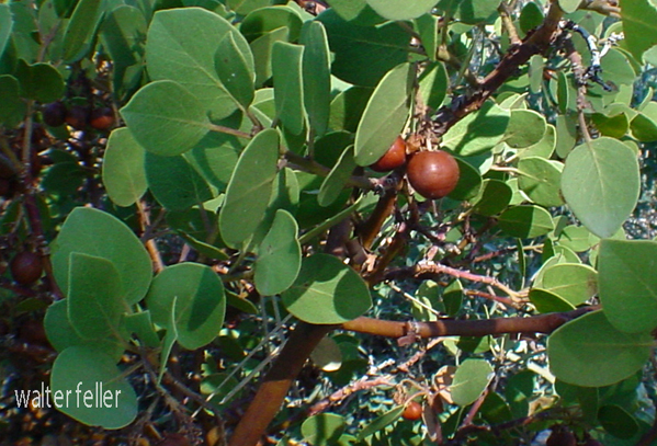 Manzanita berries
